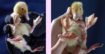 Mutant Baby Ducktaur!