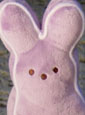 Eastern Bunny