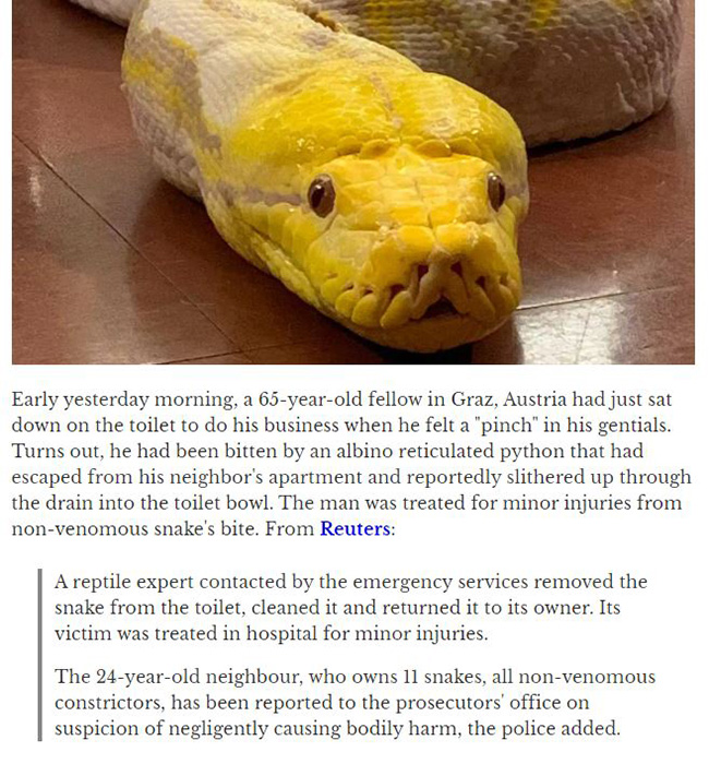 story of a snake that attacked a person on the toilet ... from underneath!